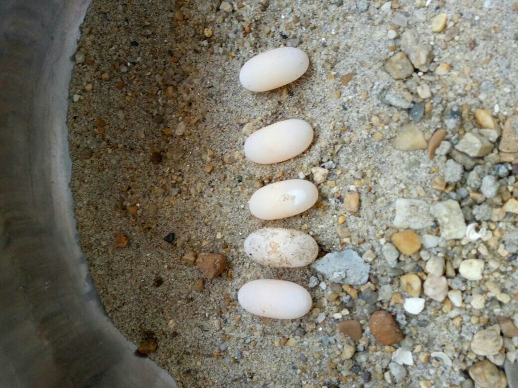 乌龟的蛋能吃吗?