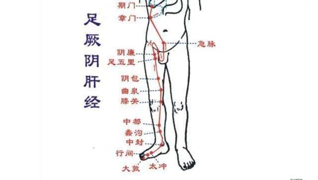 腿部外侧是什么经络图片