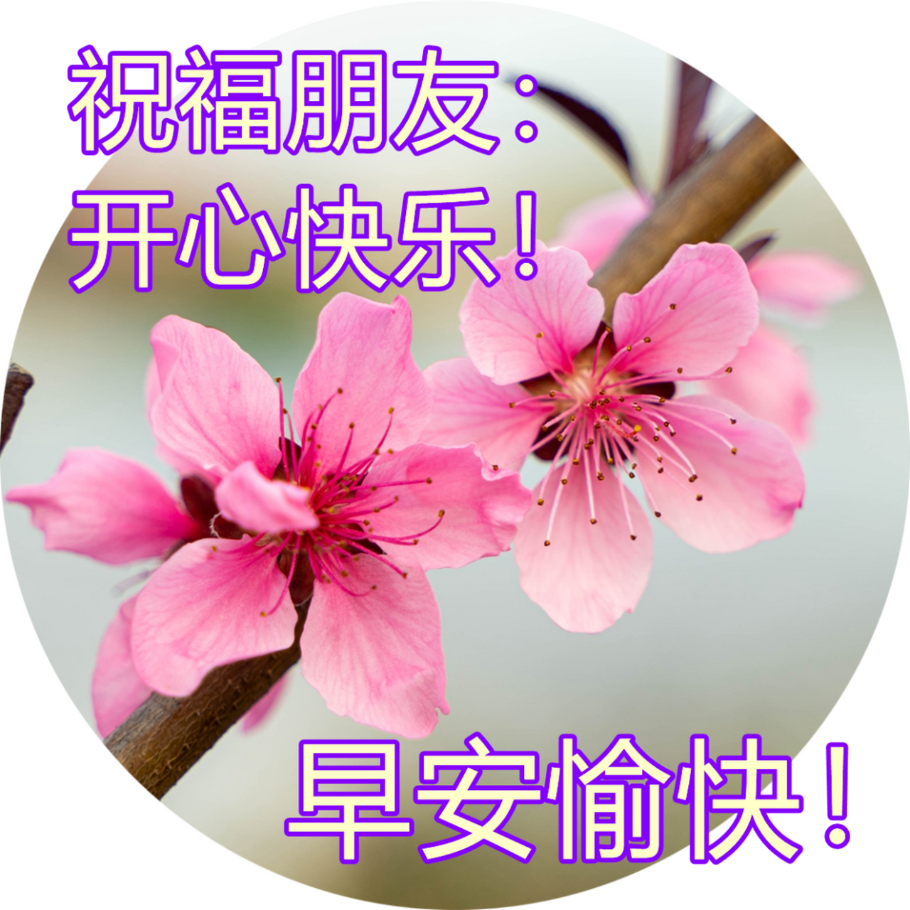 问候朋友早上好漂亮问候图片鲜花带字,早晨祝福语录短信句子致大家 1