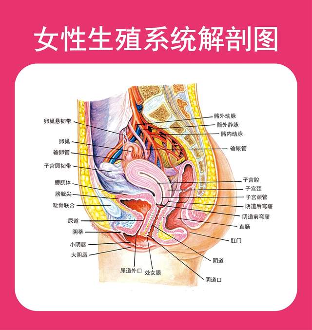 丁丁浅悬韧带图片