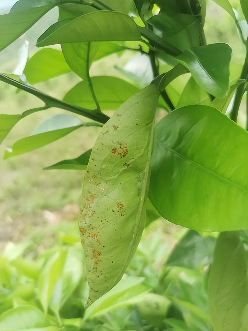 柑橘溃疡病叶片图片