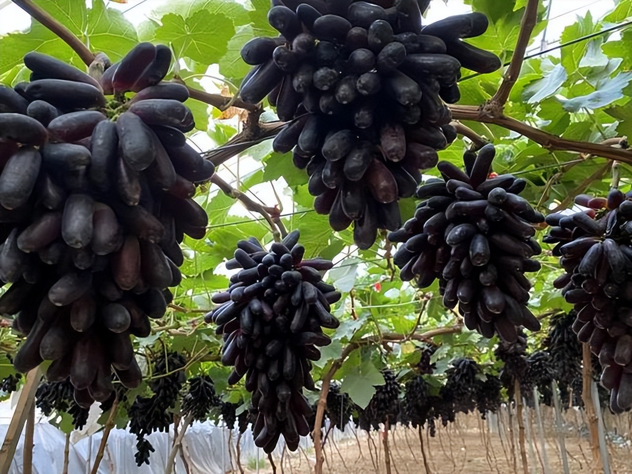 我国名贵果树,耐寒耐旱,味甜,营养丰富,市场前景好