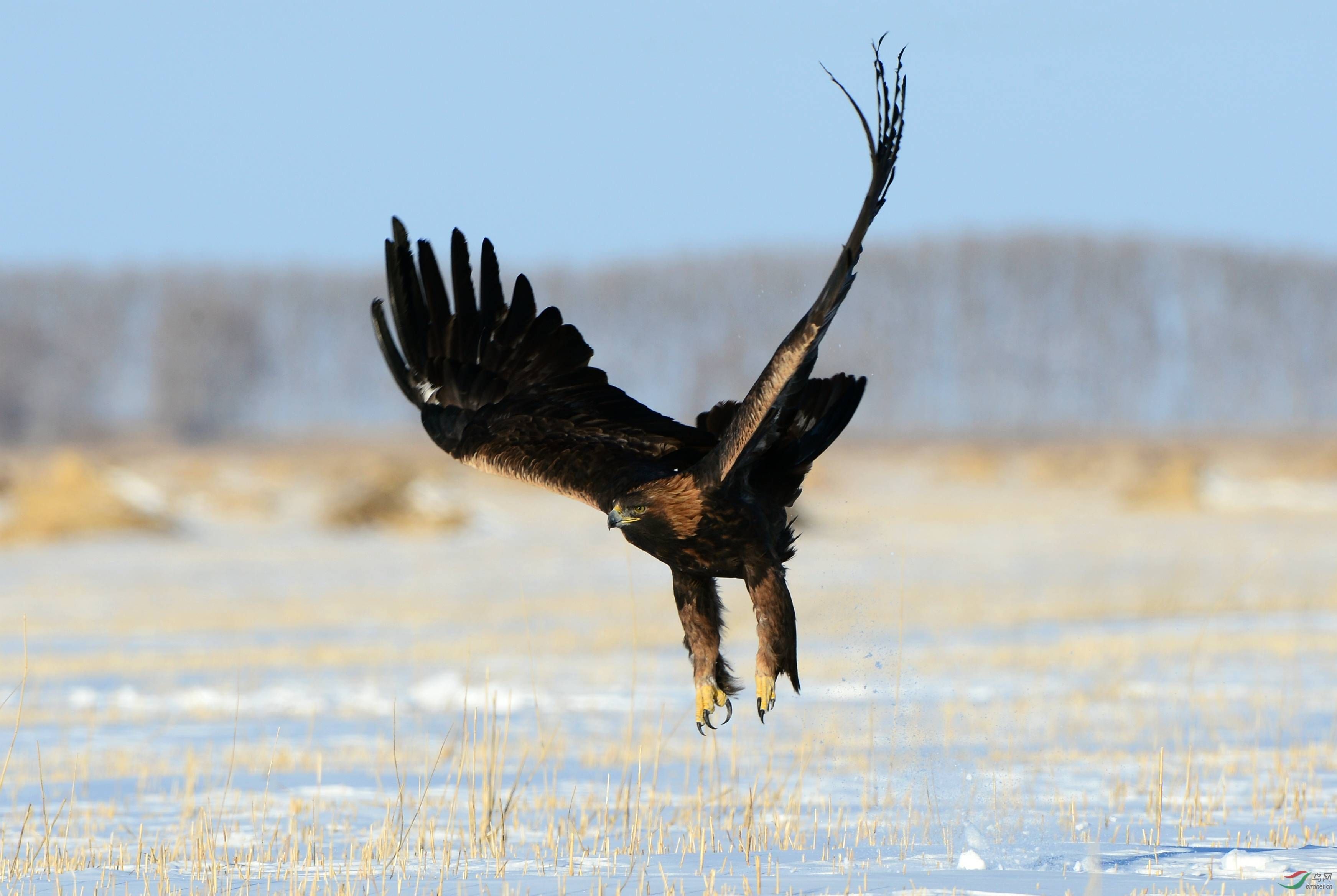 2012年东北出现一金雕连续袭击一村民查出真相后村民被判刑