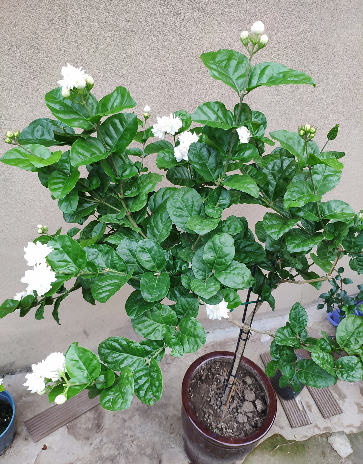 茉莉花界的"王子"—菊花茉莉,花大美丽,浓香四溢,你值得拥有