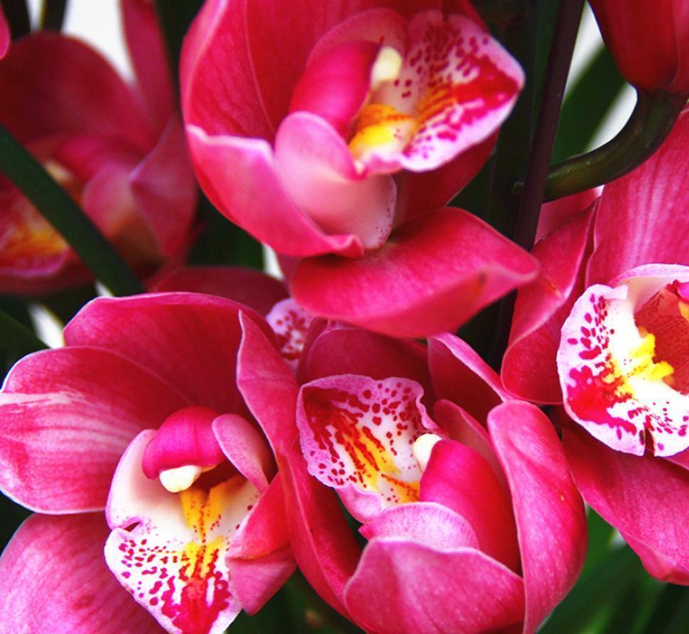 四季名花——大将军,非常好养的洋气兰,花色喜庆,四季花开