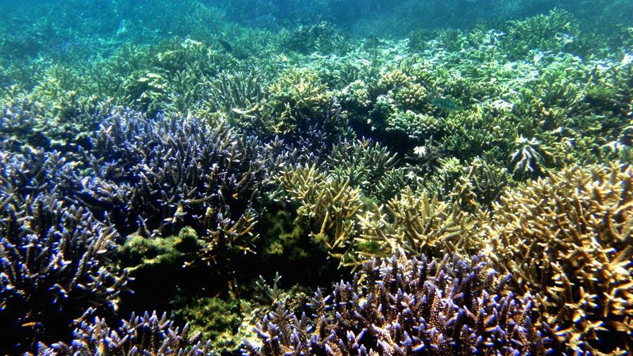 皱波角叉菜提取物对皮肤的作用