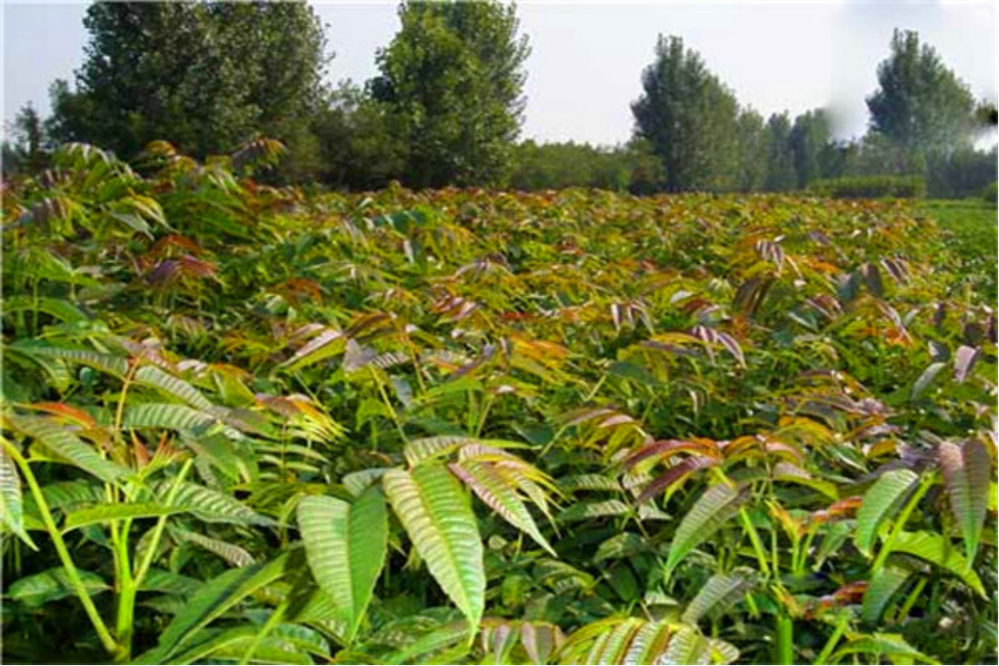 优质的香椿如何尽兴种植,细节上的问题少不了,特别是病虫害问题
