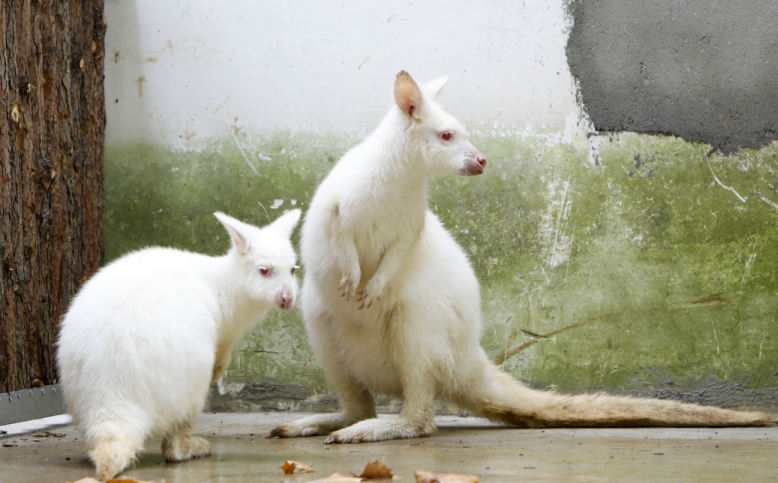 国庆前夕 合肥野生动物园新来了一批"小可爱"