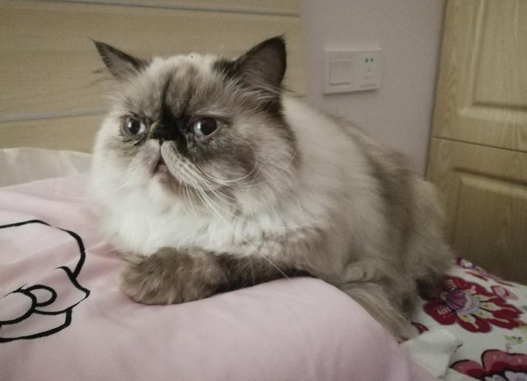 不住在喜马拉雅山,却名为喜马拉雅猫,这样的猫咪竟如此惹人喜爱