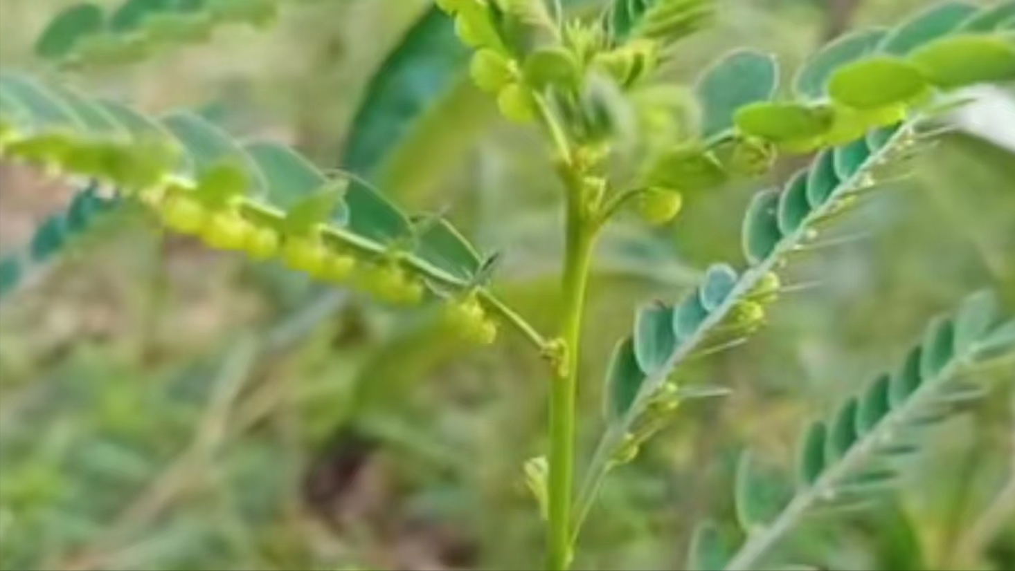 果實結在葉子下面的奇特植物葉下珠,人稱肝炎草,看到拔點備用