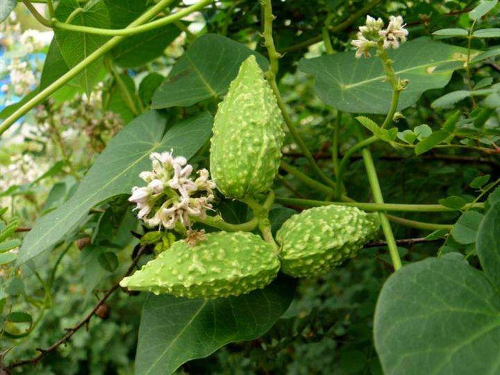 东北"嗷嗷叫"是一种多年生草本植物,属于萝藦科,茎部细长,叶片椭圆形