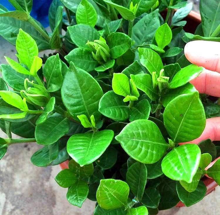 5月末养栀子,做好这"4点",叶片绿油油,开花量大,花香浓郁!