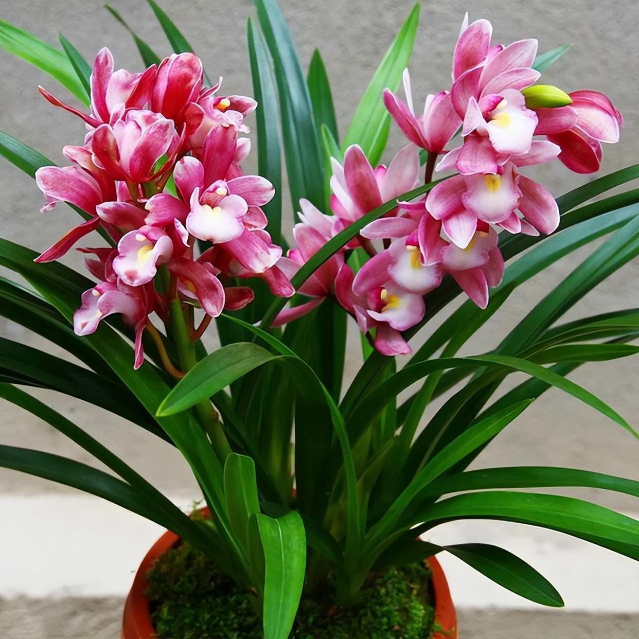 香妃兰是"香花之首",花色艳丽,香气扑鼻,养护简单,花期较长