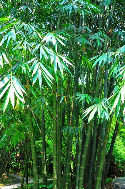 老樵聊三农:麻竹的种植方法及管理技术