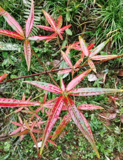 五小叶槭 一生独美