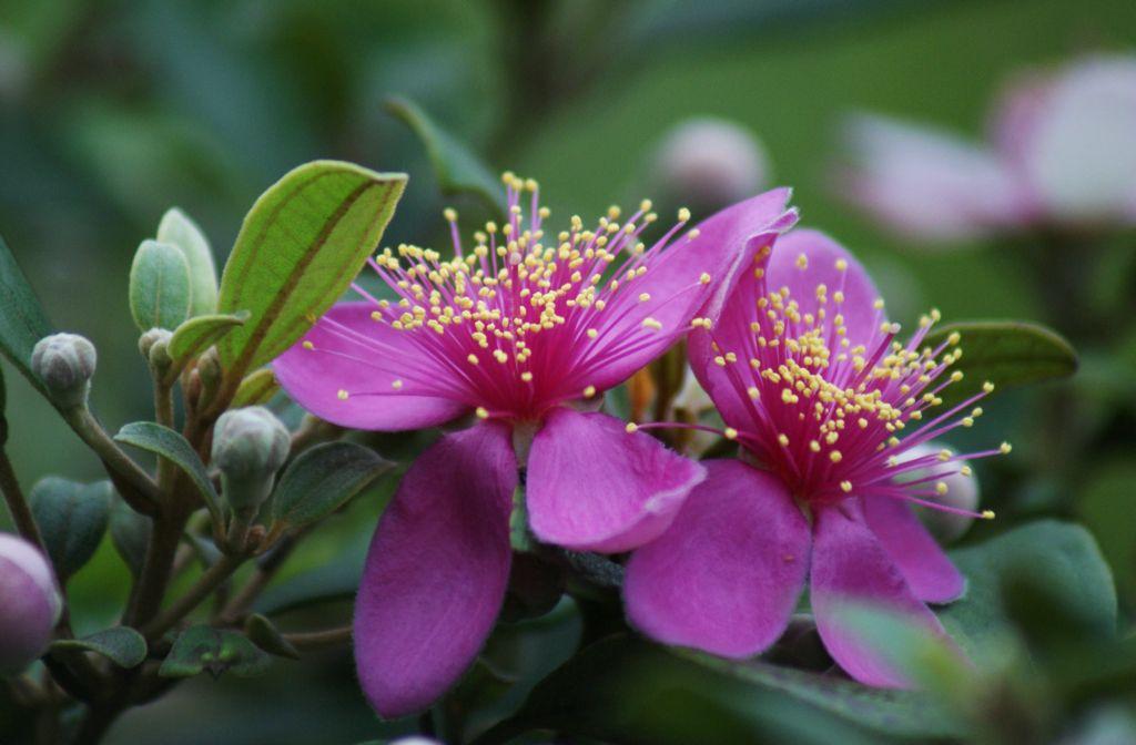 一种特别的,美味的,野生的水果——稔子「桃金娘」