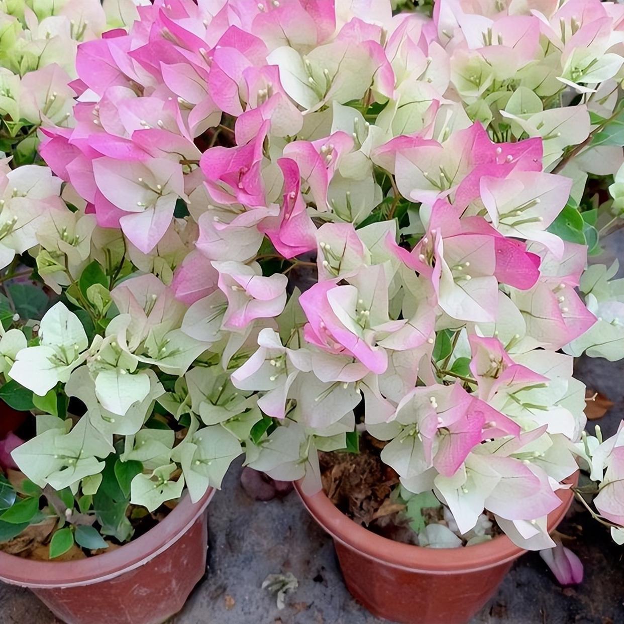 三角梅界的"仙女"—绿樱,花朵又美又仙,养护简单,适合小白