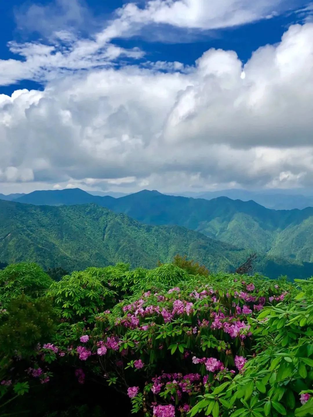 夏游丽水:缙云"小黄山"入夏美出了新高度,等你来征服!