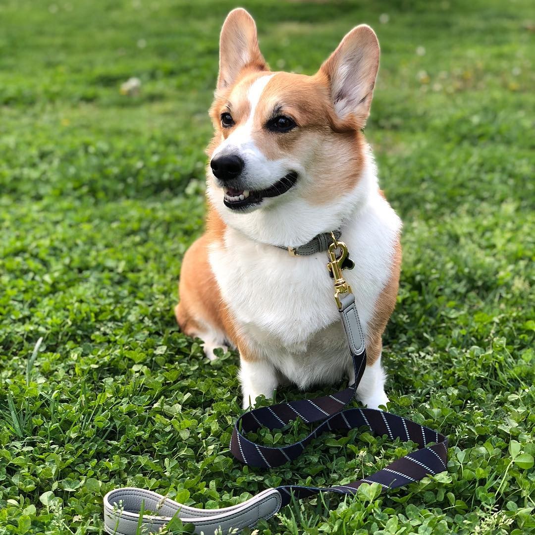 柯基是住笼子好还是家里散养?柯基关在笼子里一直叫怎么办