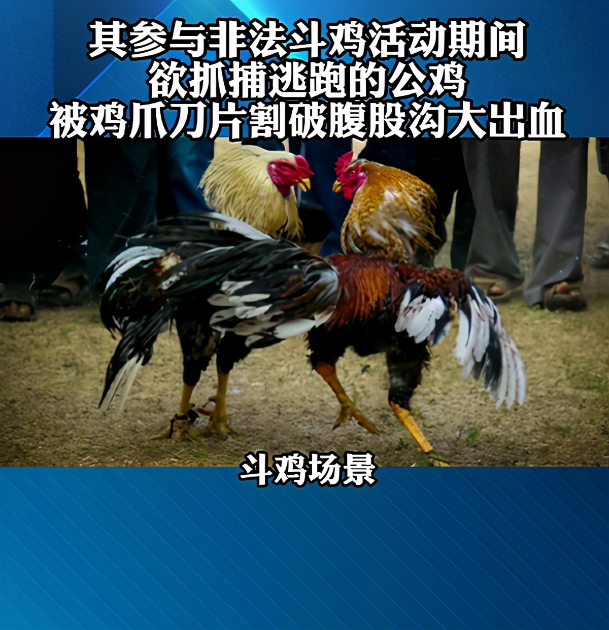 自作自受?印度一45岁男子参与非法斗鸡,被自家参赛公鸡害死
