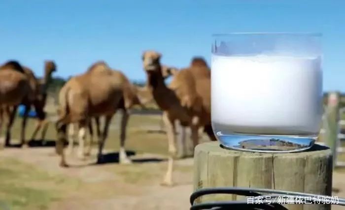 全国乳品营养周专稿——骆驼乳的营养价值浅析