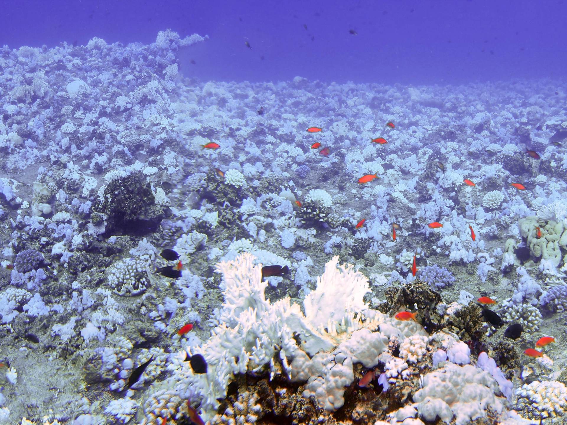 地球出事了,珊瑚礁大面积白化,显示出生物大灭绝前的特征