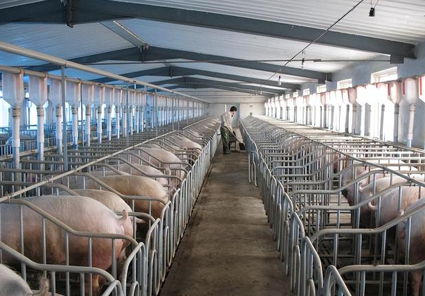 限位栏养母猪有哪些优缺点呢?看这里