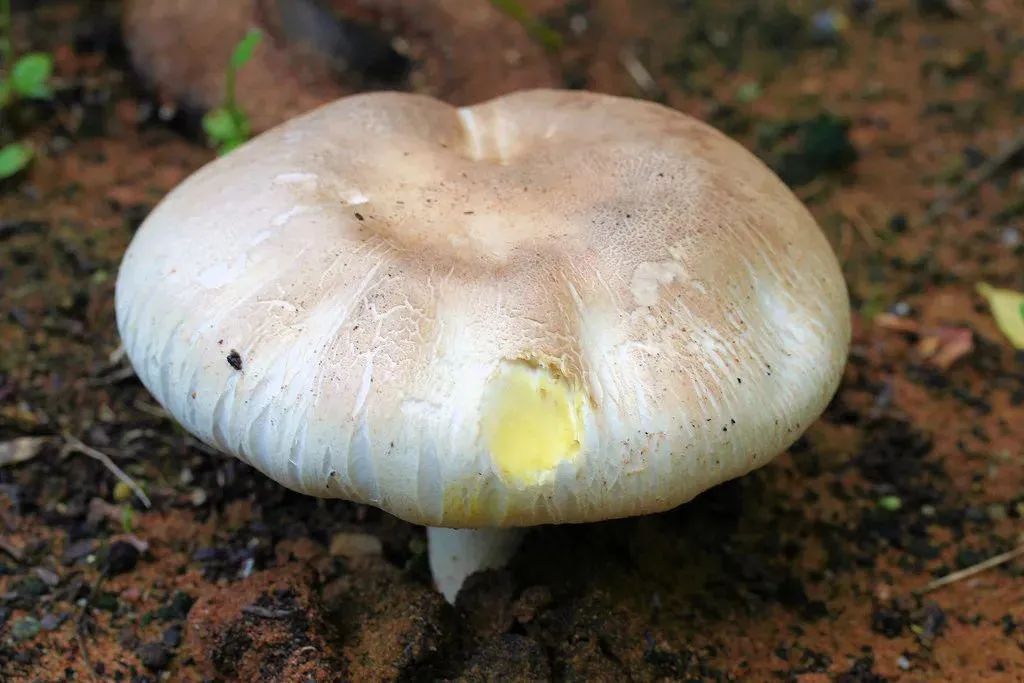 黄斑蘑菇(agaricus xanthodermus quèl)黄斑伞,黄斑黑伞,蘑菇科蘑菇