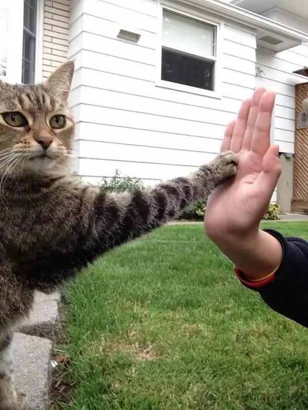 关于猫的15个"冷知识",养猫已久的你,未必都知道!