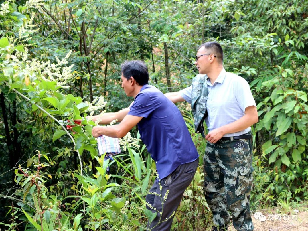 「生态文明」龙陵林草种质资源普查工作顺利推进