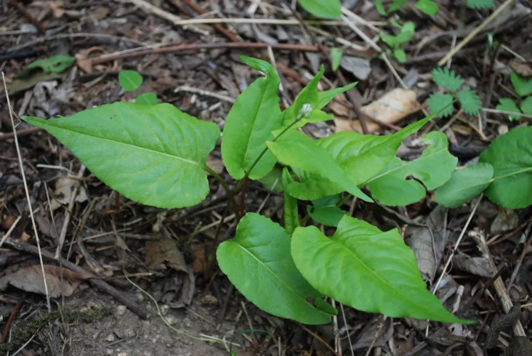 冷背药材红三七——支柱蓼