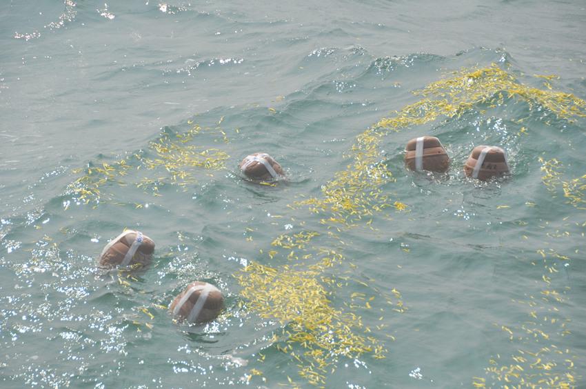 不就是將骨灰撒海里為何部分海葬貴達上萬免費海葬還要排隊