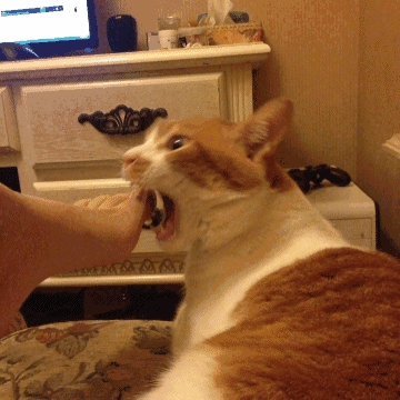 别再嫌弃猫咪这些坏习惯了,都是你惯出来的!