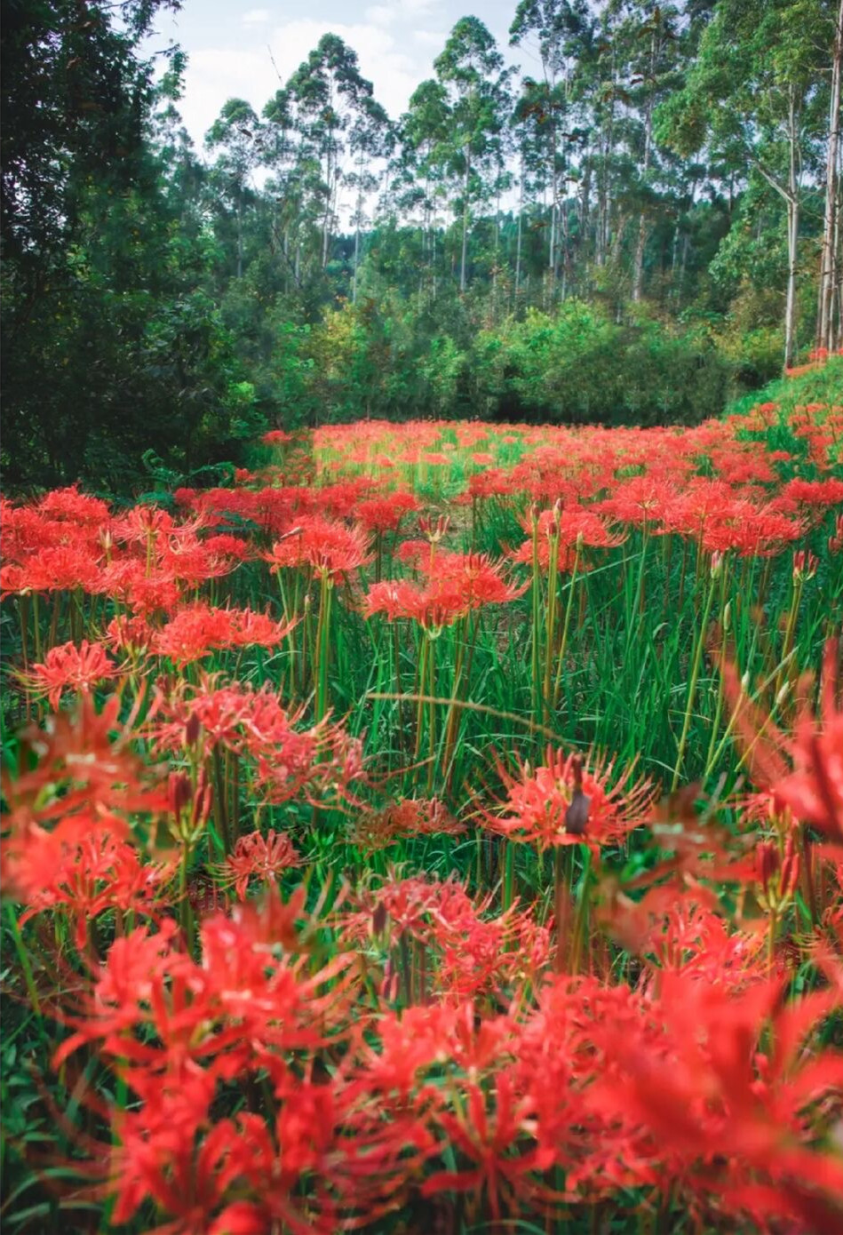 粉黛草,向日葵,彼岸花海……成都有多少惊喜!都给你们盘出来!