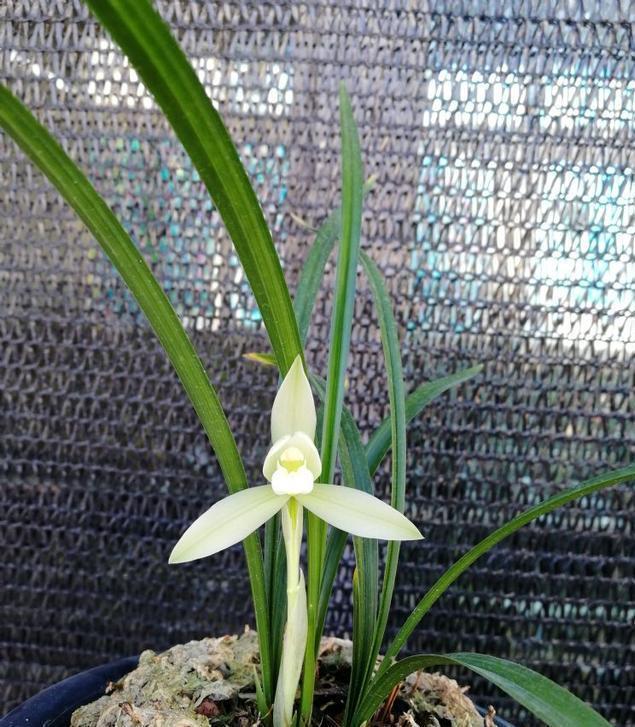 精品兰花——雪影