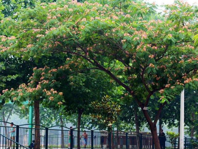 1种绿化树开花如扇子,粉嫩嫩,美极了!不少人见过却说不出名字