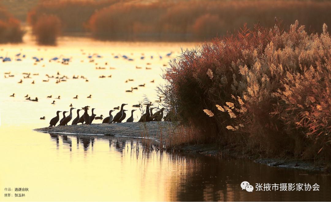 祝贺《野性西部》张玉林野生动物摄影作品选出版发行