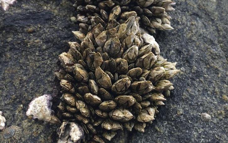 加拿大的一个小岛上,长满了大拇指粗细的佛手螺,价值上千元一斤