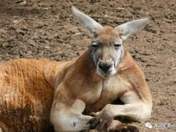 不同动物的交配方式到底有多奇葩?尤其雄性袋鼠竟然还是"y"型