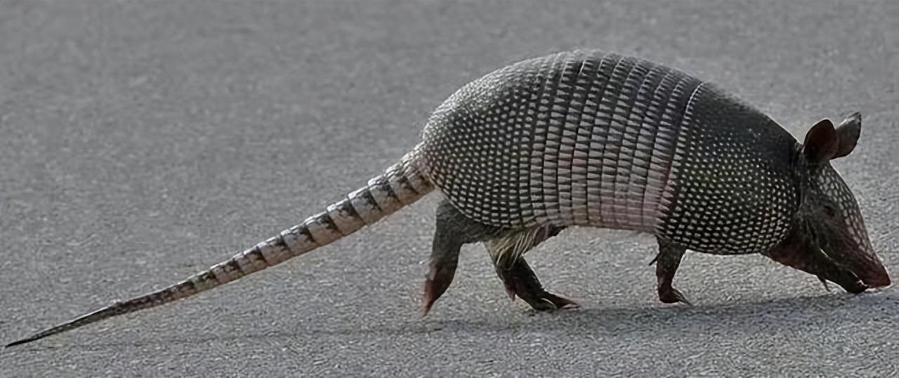 山东发现美洲犰狳,拥有超强挖掘能力,会危害我国农田环境吗?