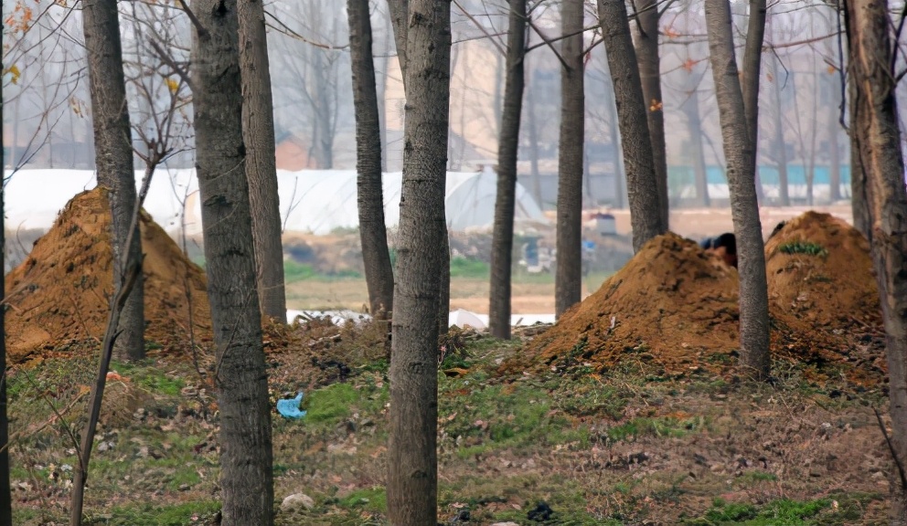 俗语:坟上万物生土堆,先富后贫子孙亏,清明上坟时要仔细观察下