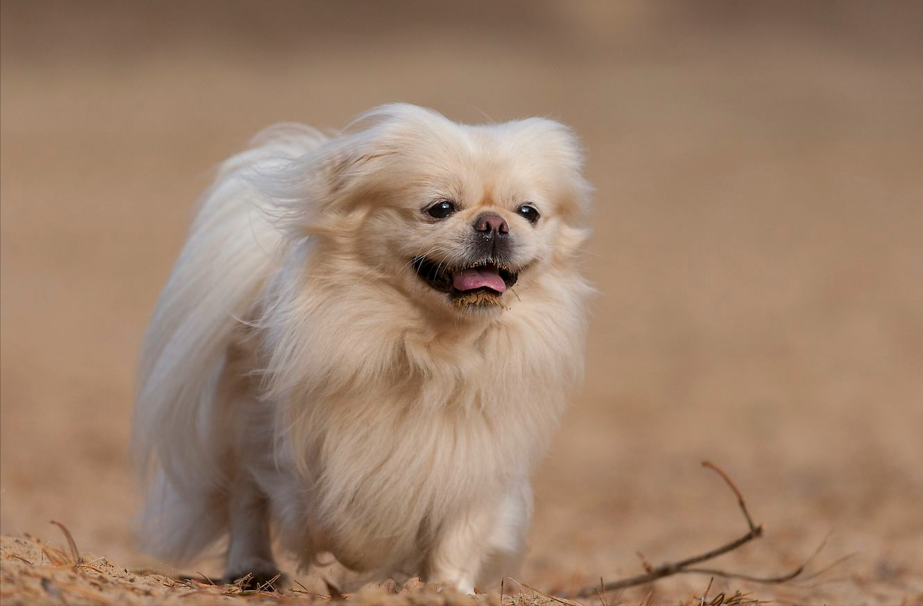 京巴犬适合养吗?先了解它的优缺点,再考虑也不迟!