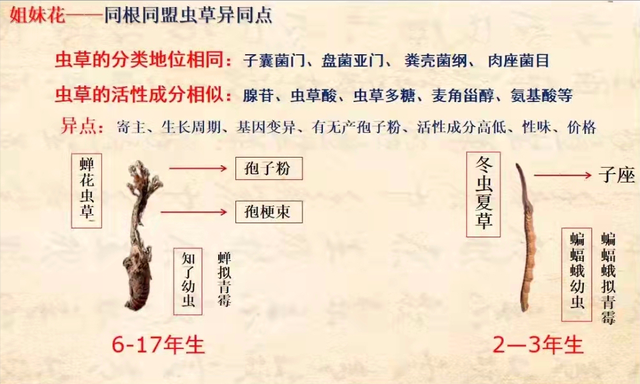 三源集团的独家产品——蝉花源蝉花子实体代餐,蕴含金蝉花成分