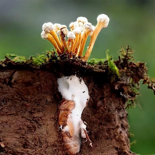 神奇的中药材蝉花虫草,在我国古代文献里有很多的记载