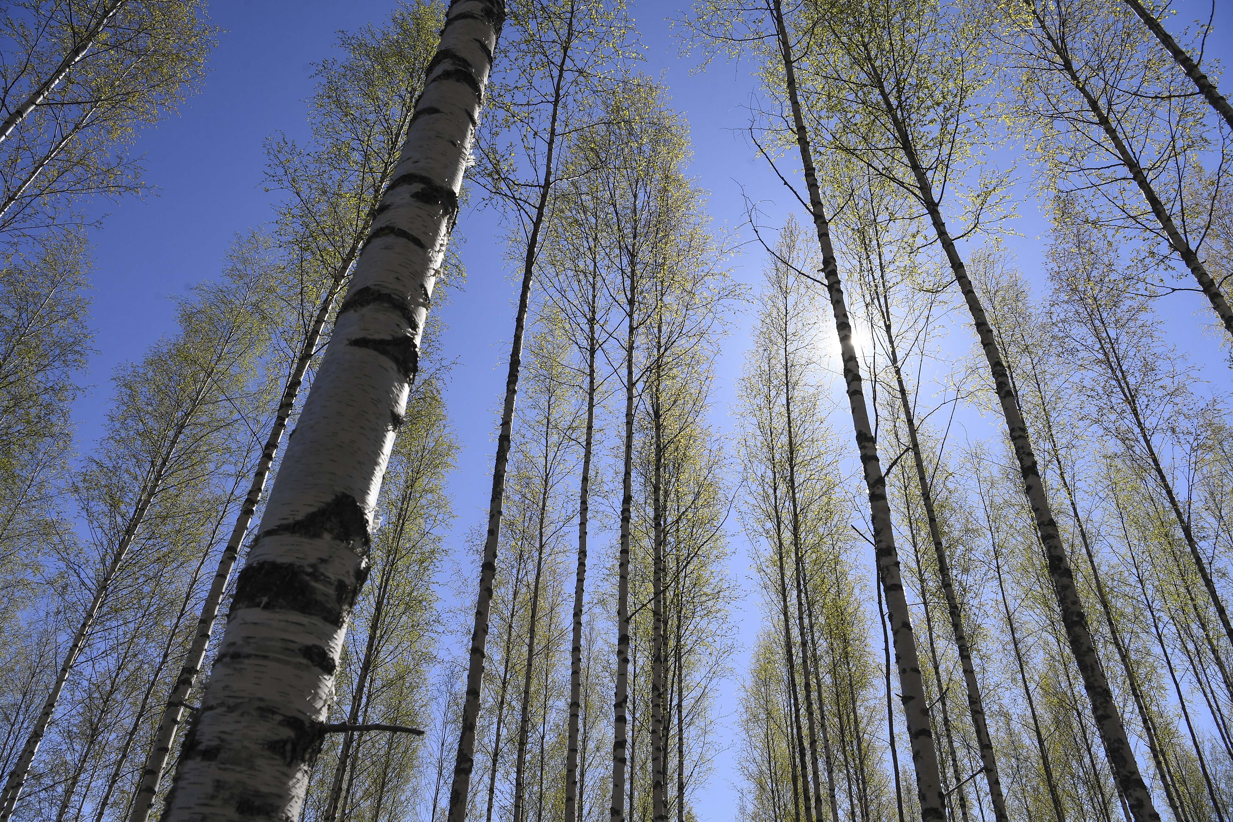 阳光下的白桦林