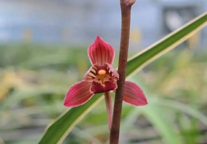 东方红神荷,一款品相独特的兰花,盆栽花大色艳,拍照十分美