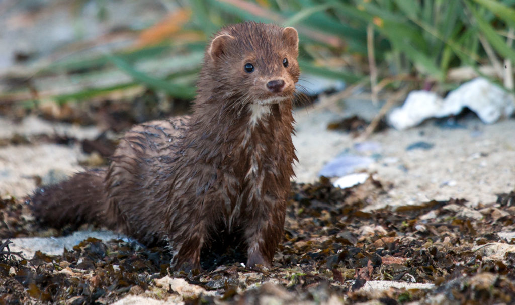 美洲水貂,在欧亚逃离圈养后,逆转了大脑的大小