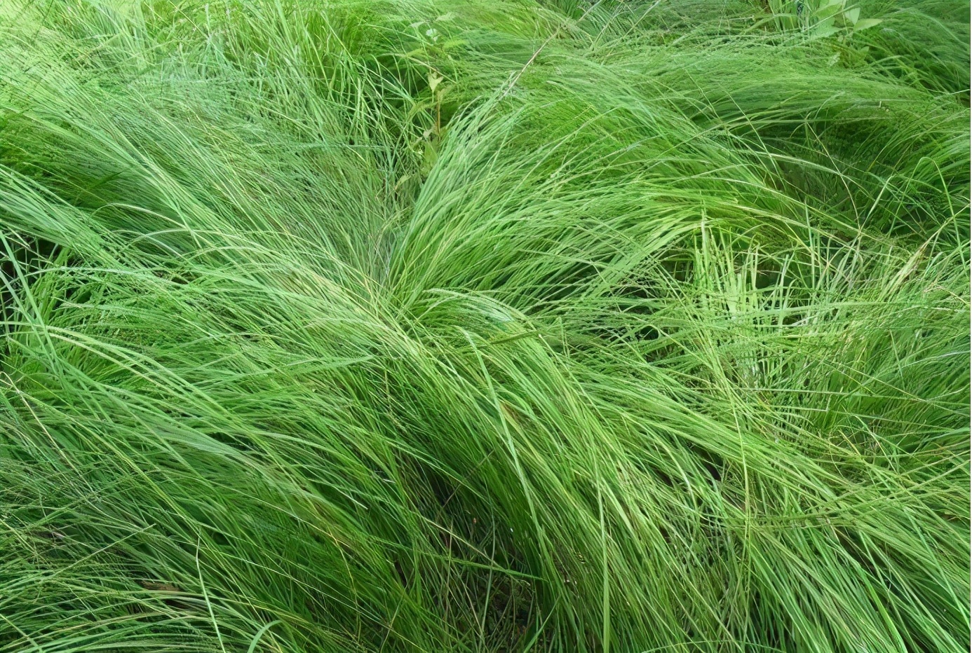 国素生态——造访北京对口支援十堰南水北调源头的高科技生态项目