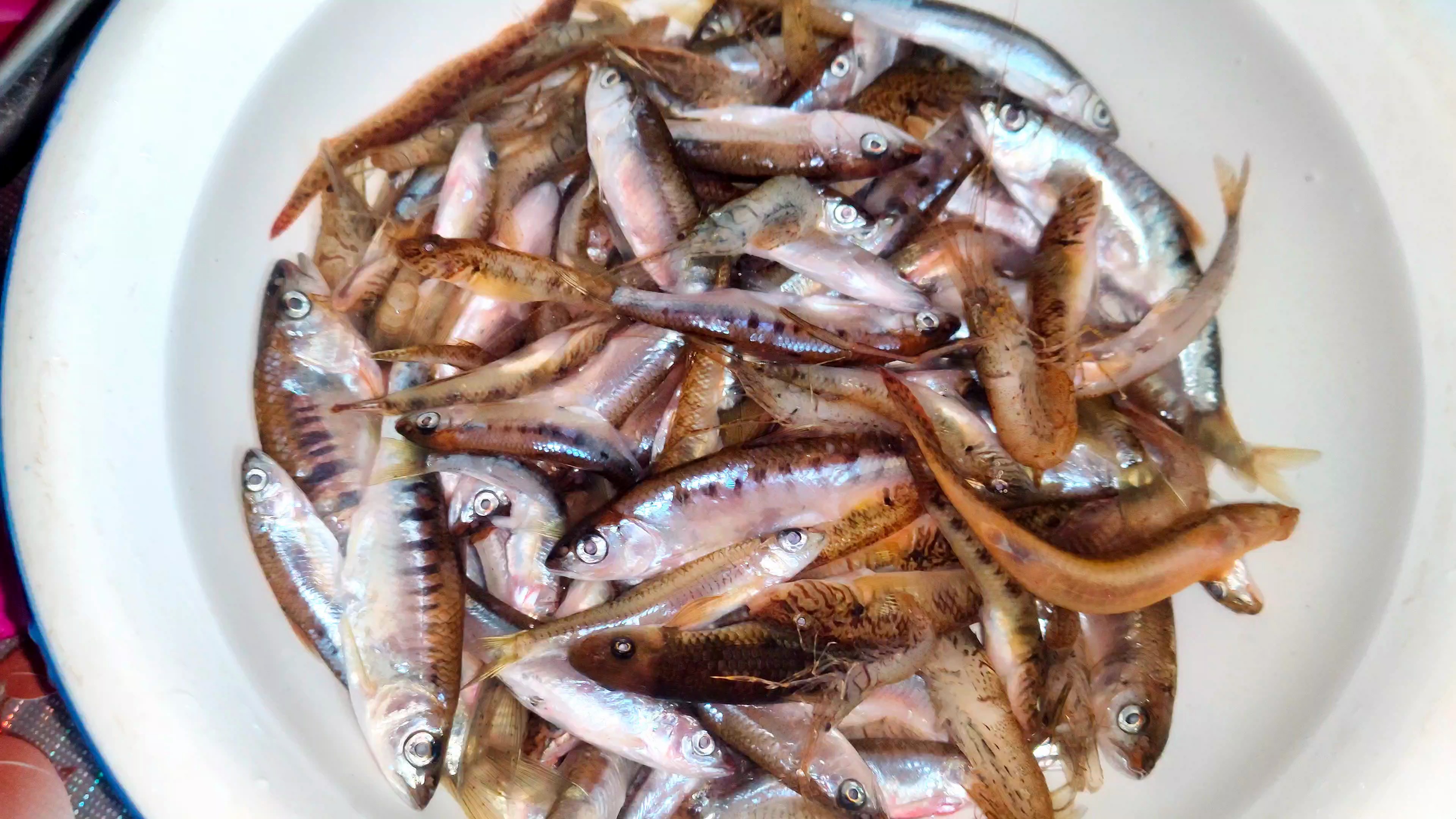 十多年的煎鱼老师傅,看看他煎出来的鱼怎么样!煎鱼都有哪些技巧