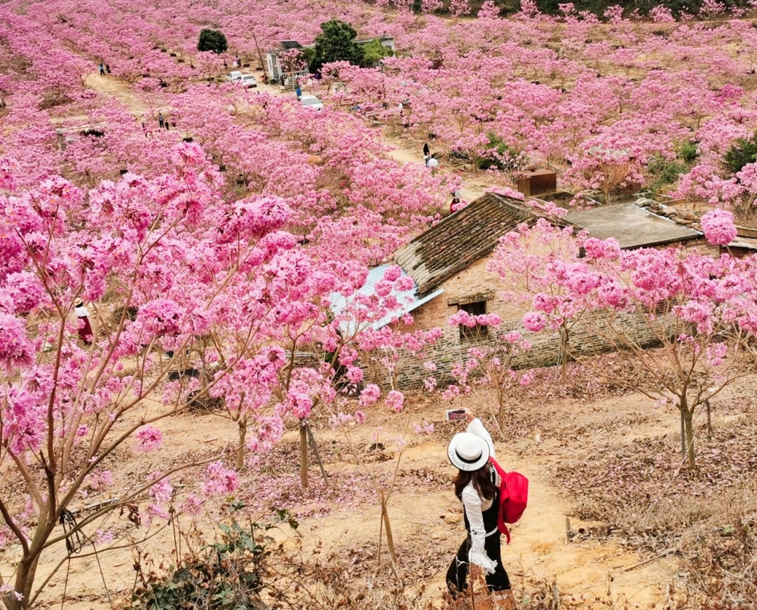 江门紫风铃花比去年提前了约20天,12月15日开园